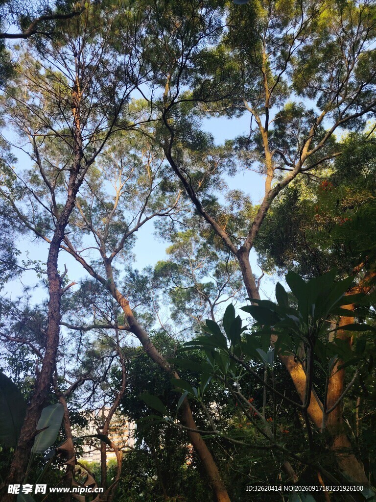 林间树梢的斑驳光影