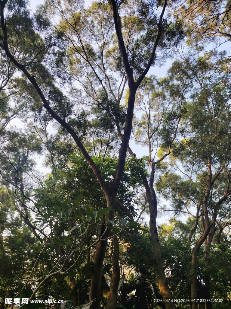 阳光洒落茂密树林景象