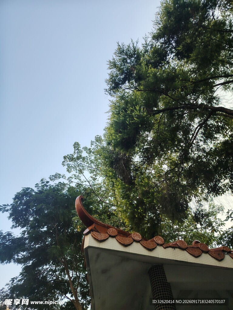 屋顶旁的葱郁树木