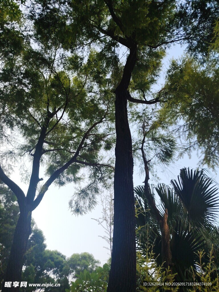 高大树木与繁茂枝叶景观