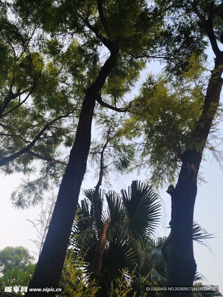 林间高耸树木与蓝天景致