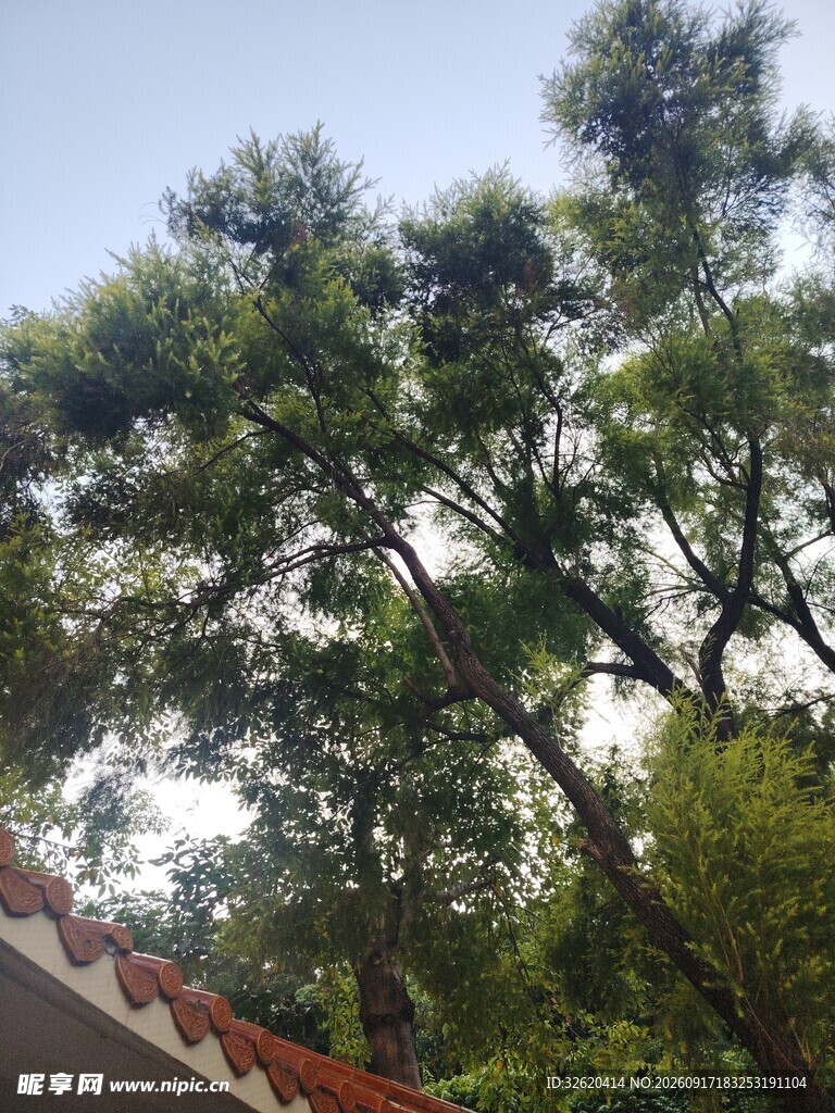 屋顶旁的葱郁绿树