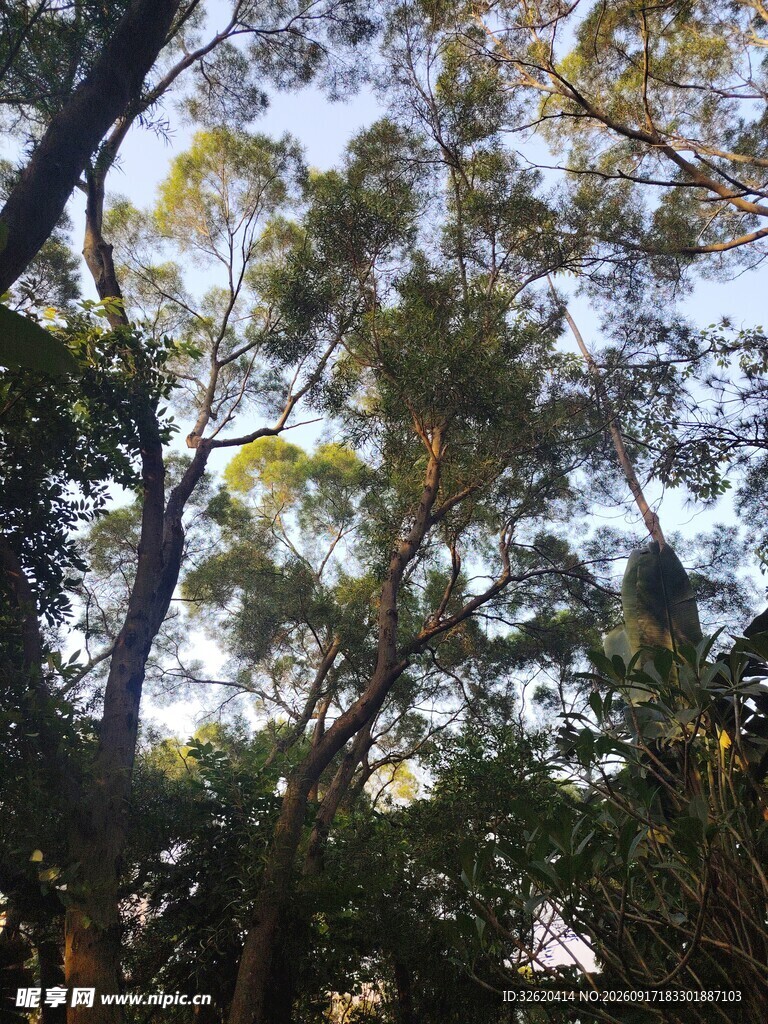 阳光洒落茂密树林景象