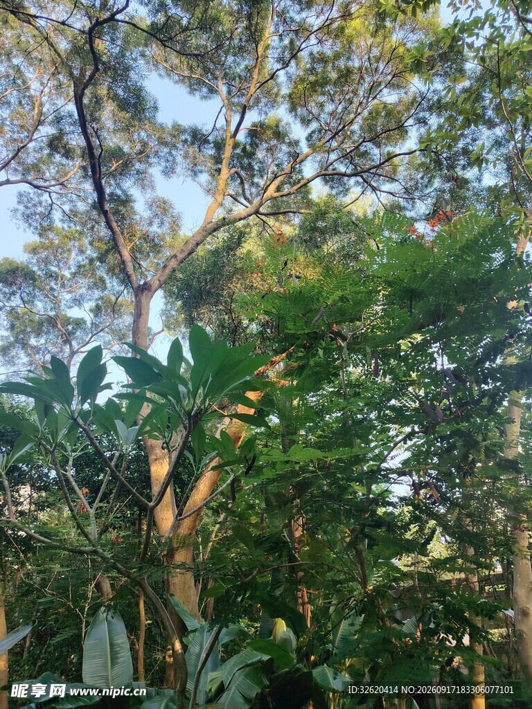阳光照耀下的繁茂树林
