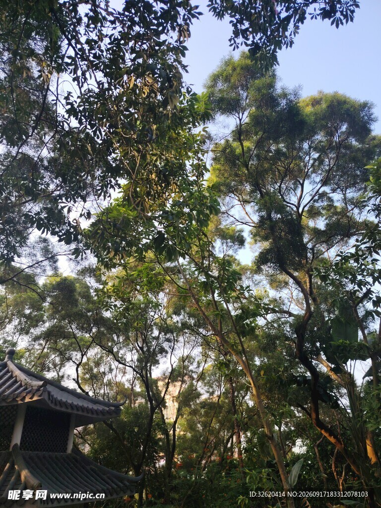 林间绿意盎然的景致