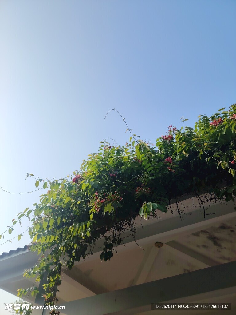 屋顶绿植