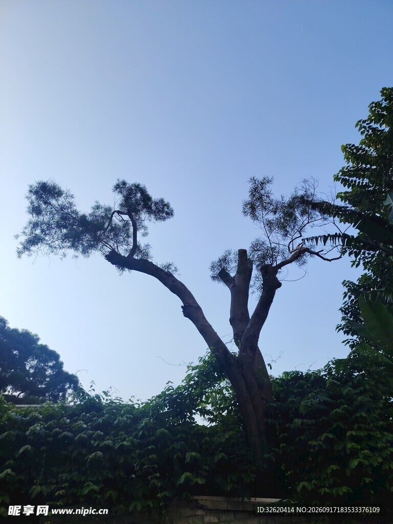 孤树挺立蓝天之下