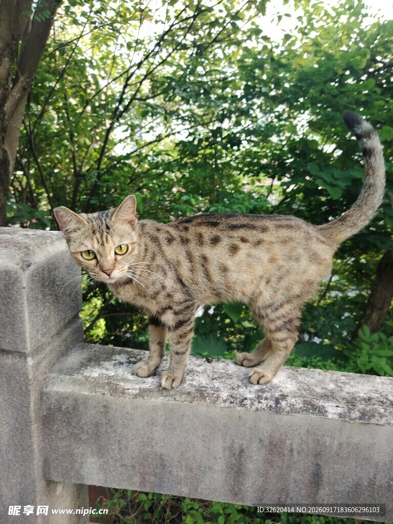 小猫