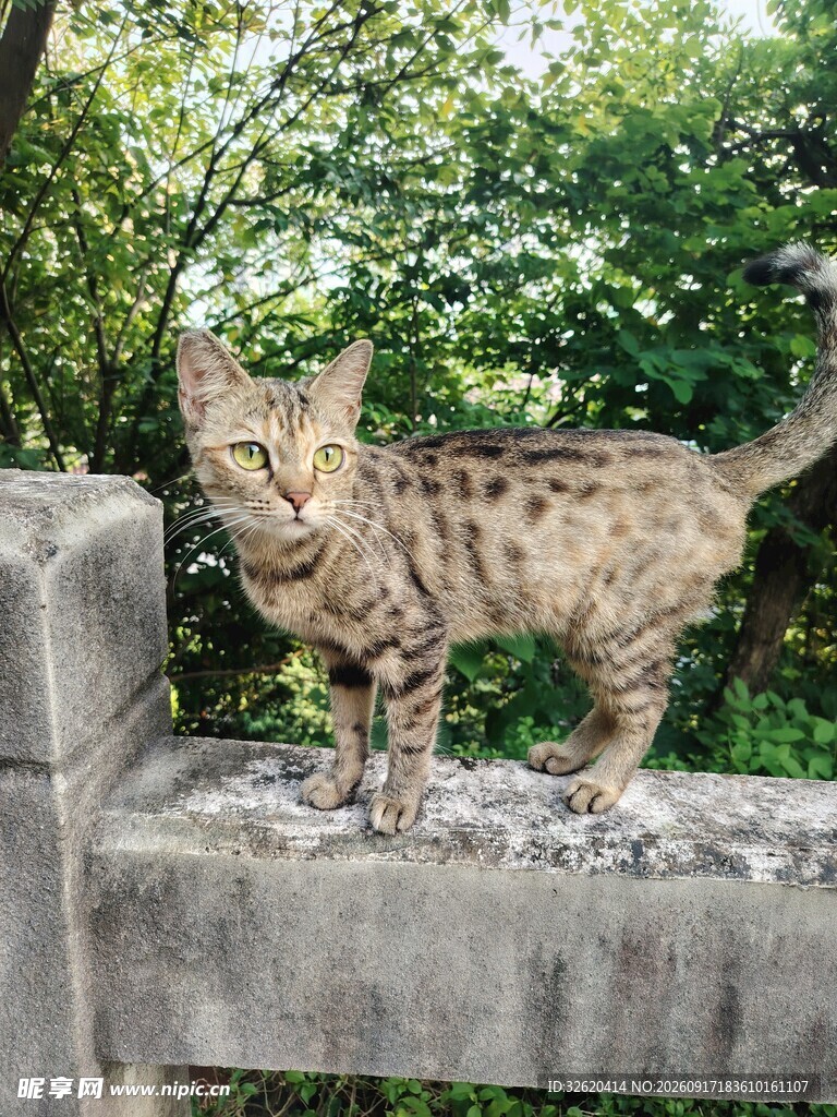 小猫
