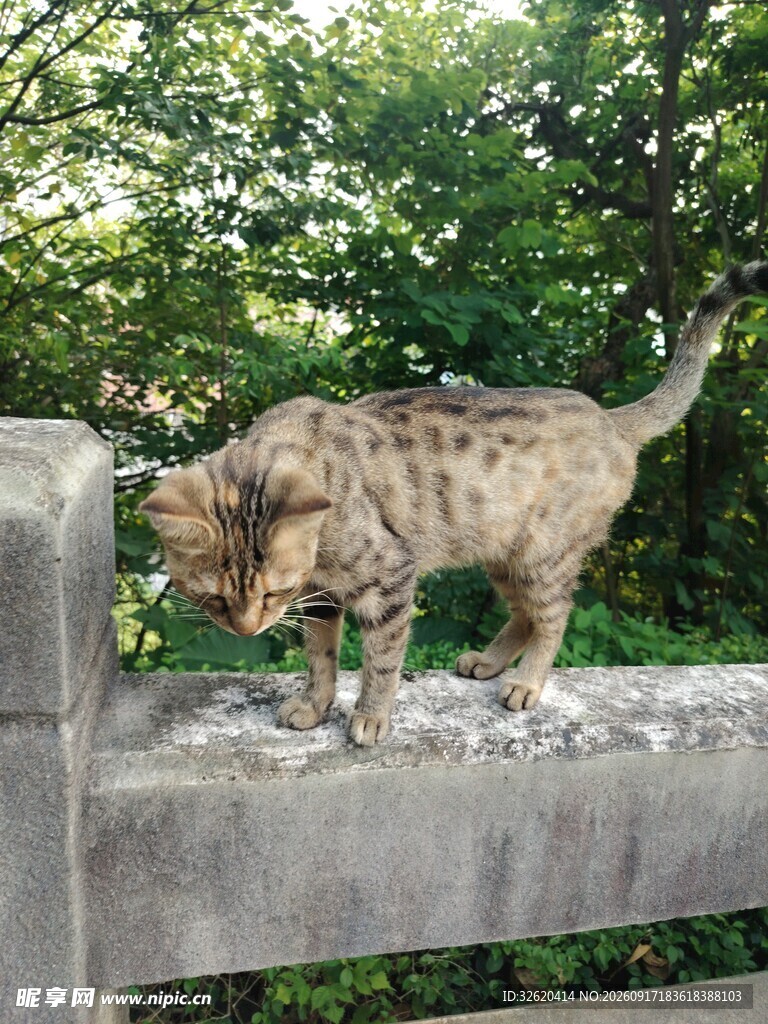 小猫