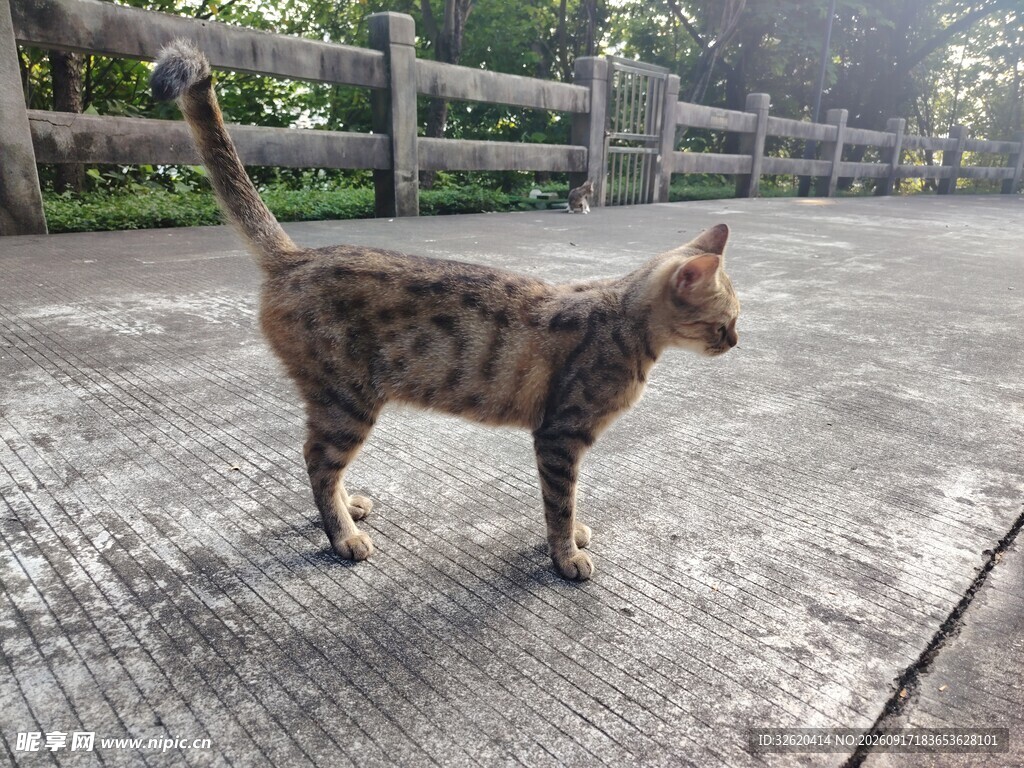 猫咪