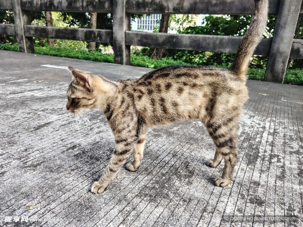 斑纹猫咪在户外漫步
