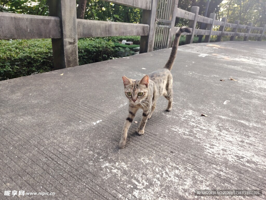 小猫