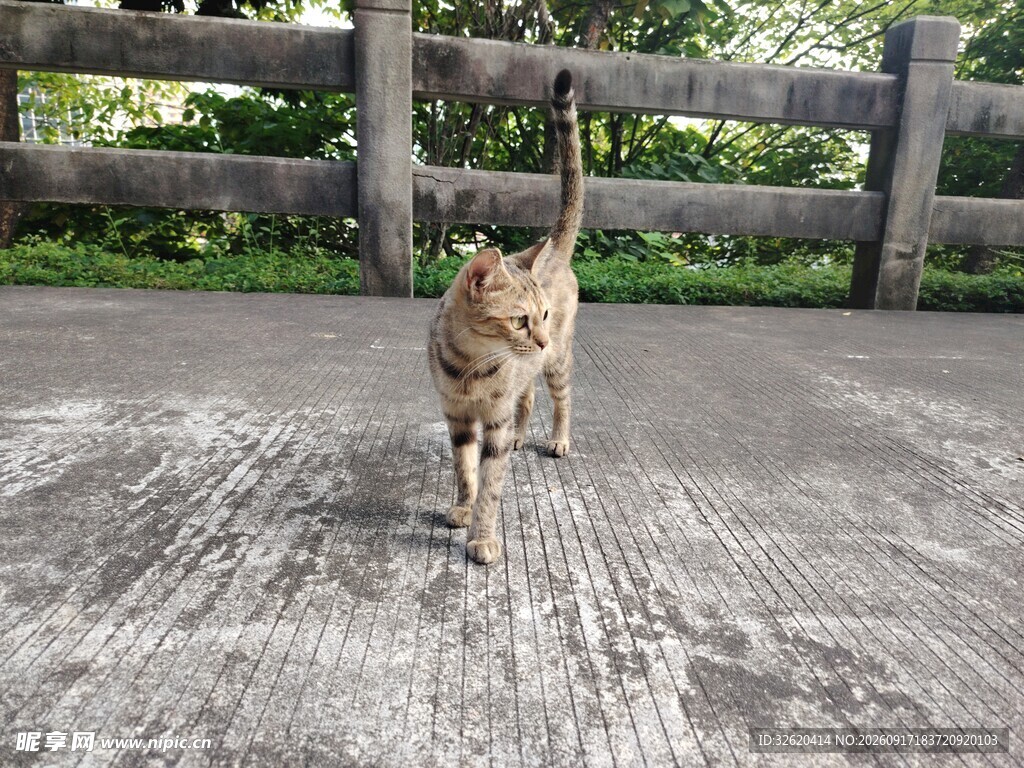 猫咪