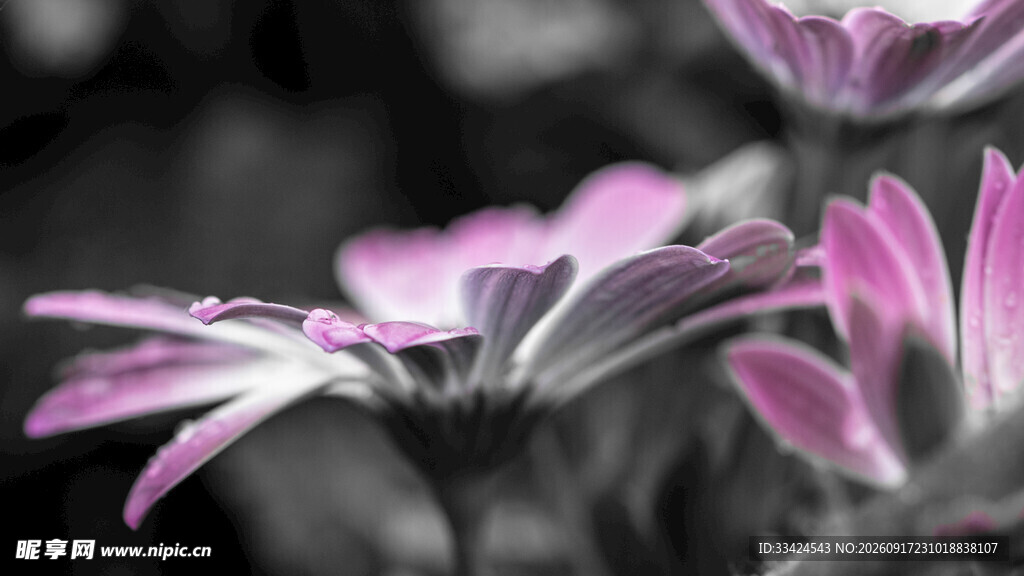 非洲菊