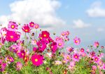 格桑花