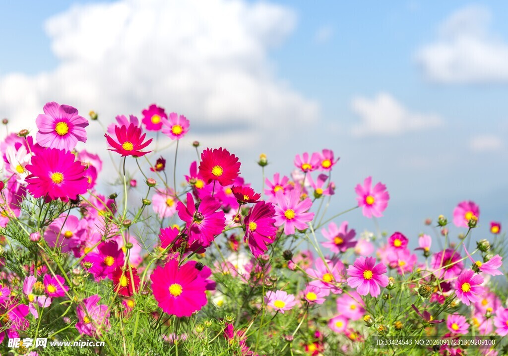 格桑花