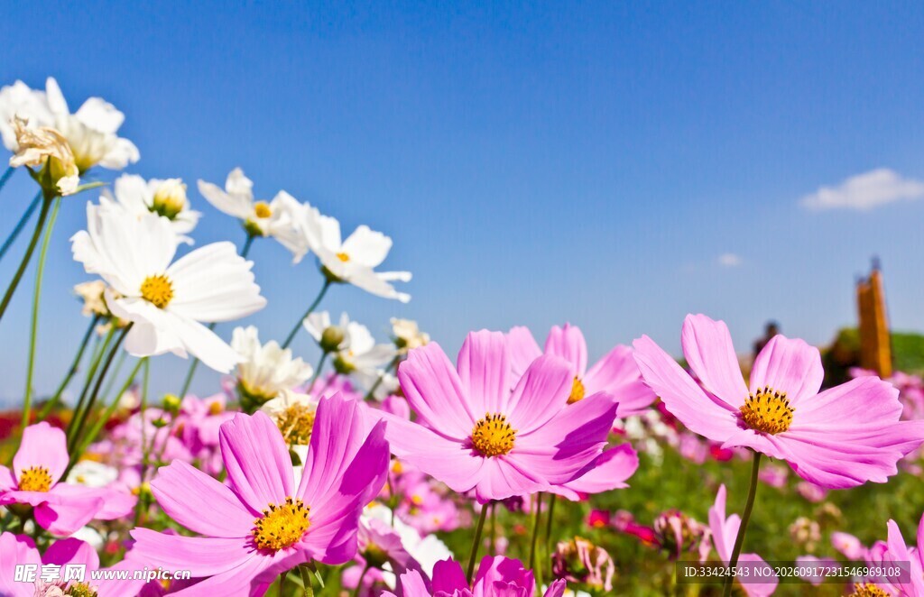 缤纷花海绽放绚烂色彩