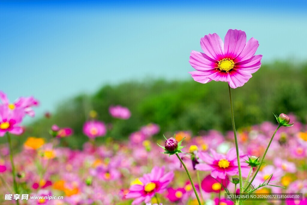 美丽格桑花绽放于花田