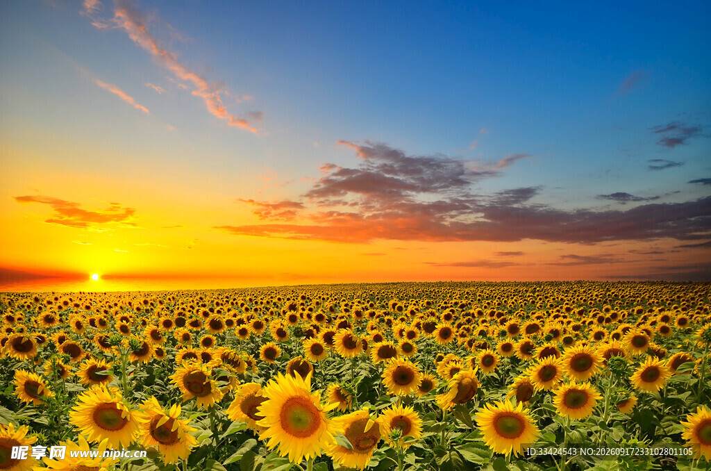 夕阳下的向日葵花海