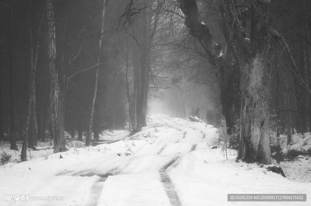 冬日雪林小路
