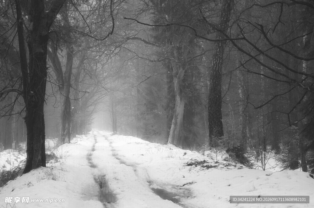 雪覆林间路