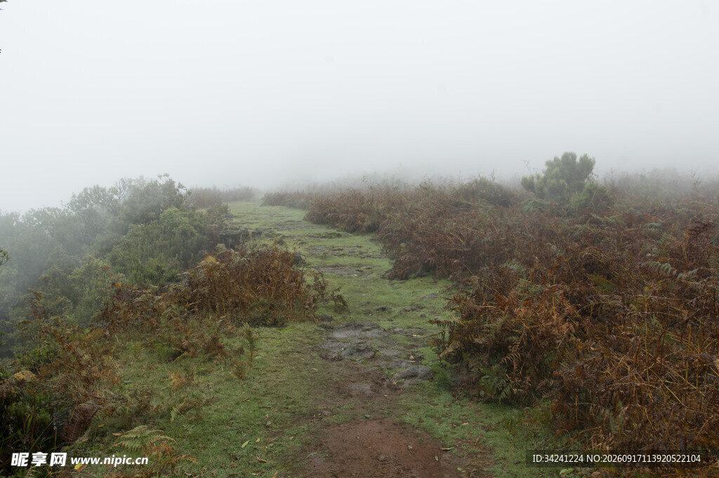 雾中荒野小径