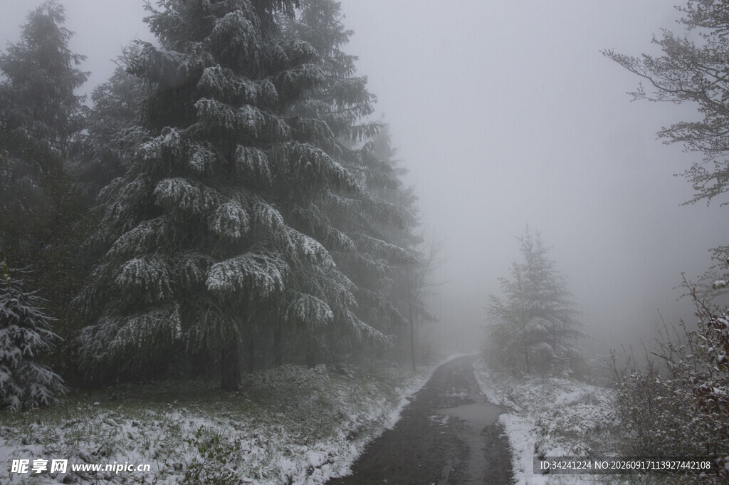 雪雾中的林间小道