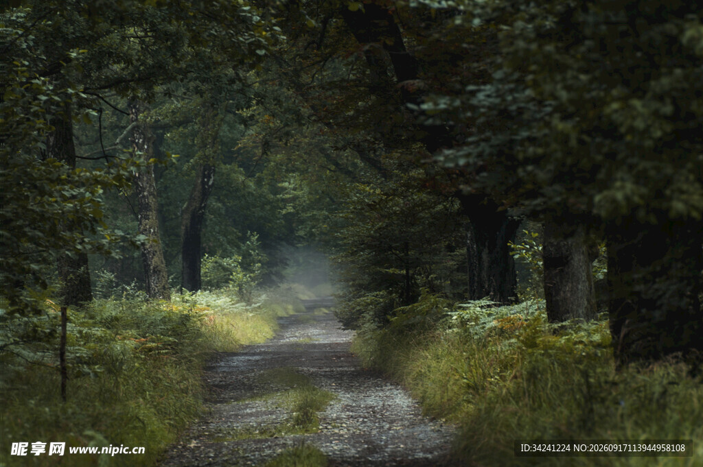 林间幽径弥漫自然气息