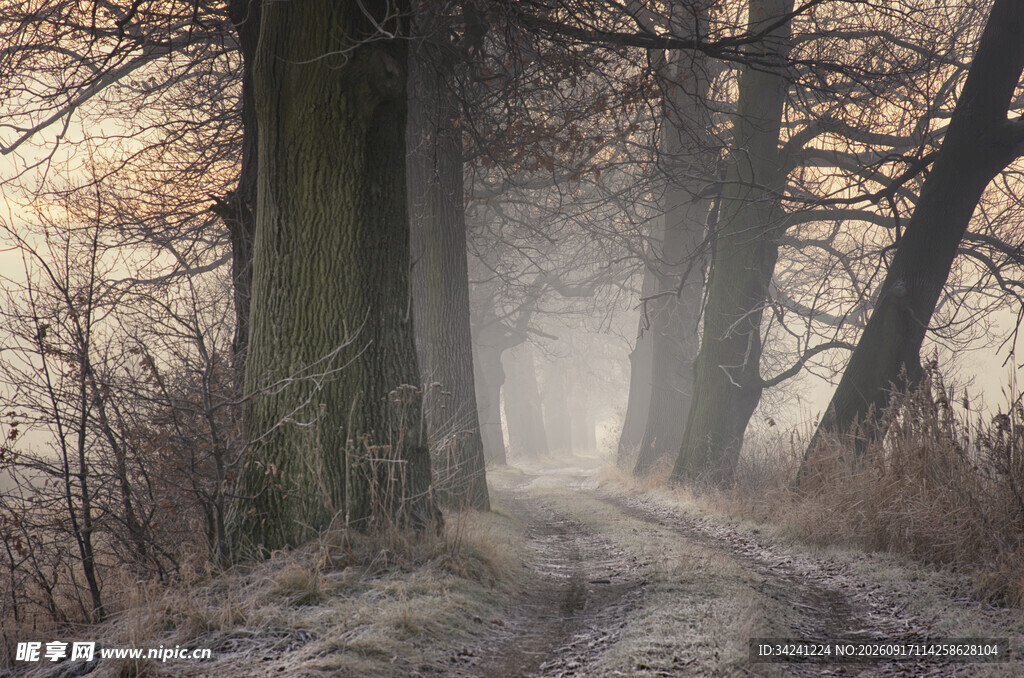 迷雾森林中的静谧小径