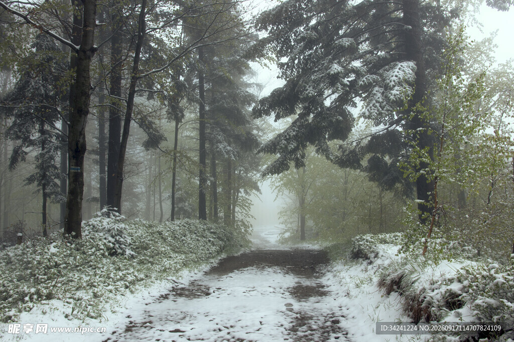 雪覆林间小道静谧之景