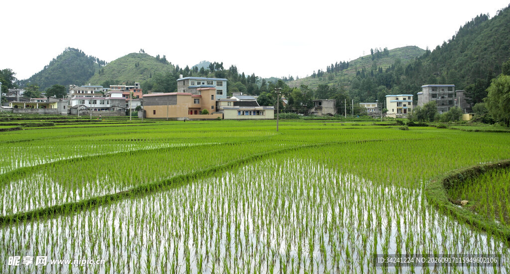 田园稻田风光美景