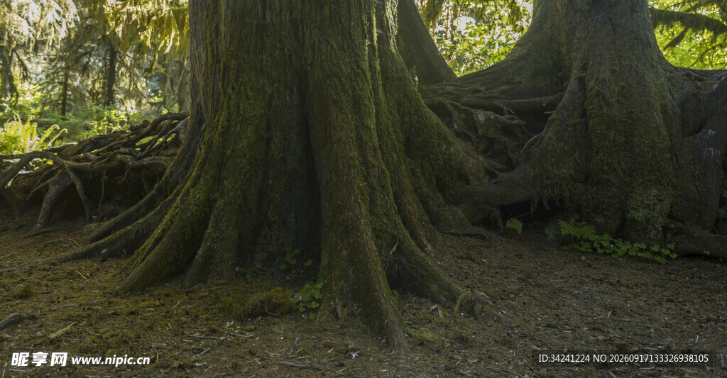 粗壮树根扎根林间土地