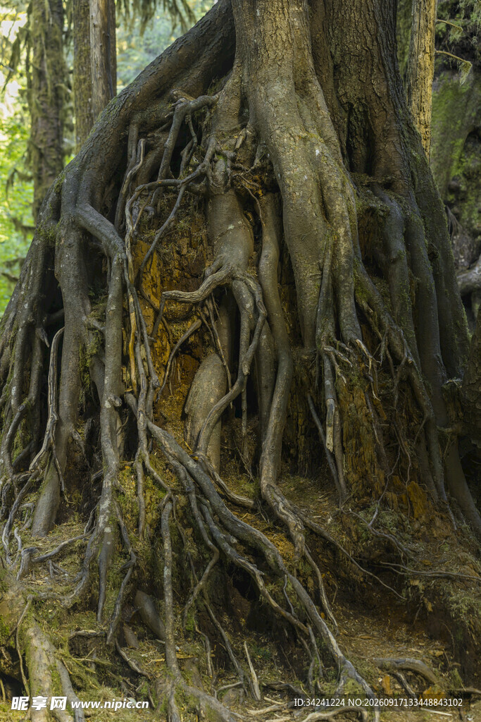 盘根错节的古老树根