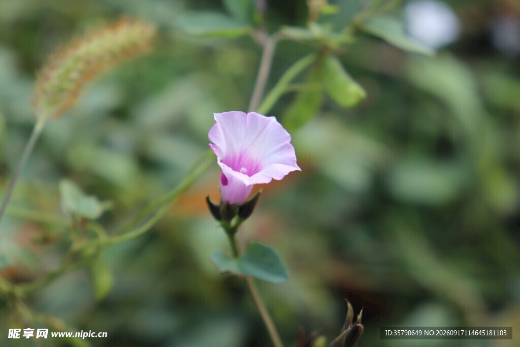 粉色牵牛花特写