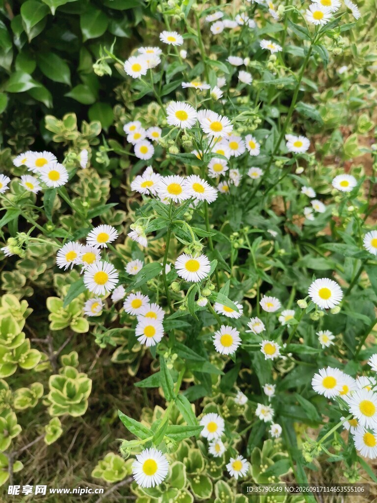 白色雏菊灌木丛
