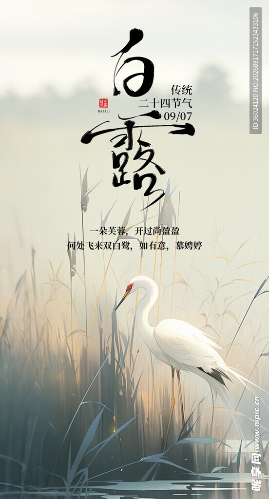 白露时节白鹭立于芦苇间