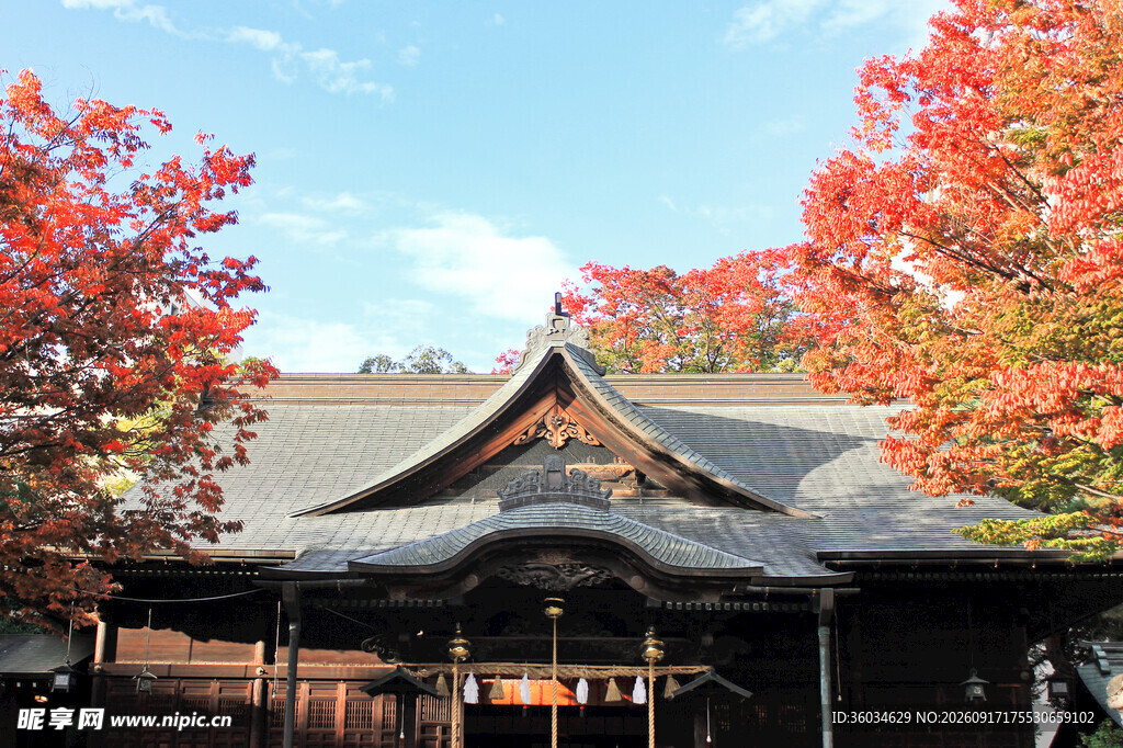 秋日古寺枫叶美景