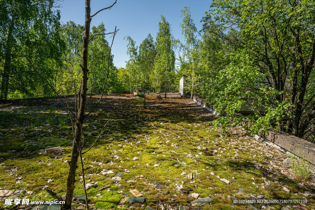 林间草地风景