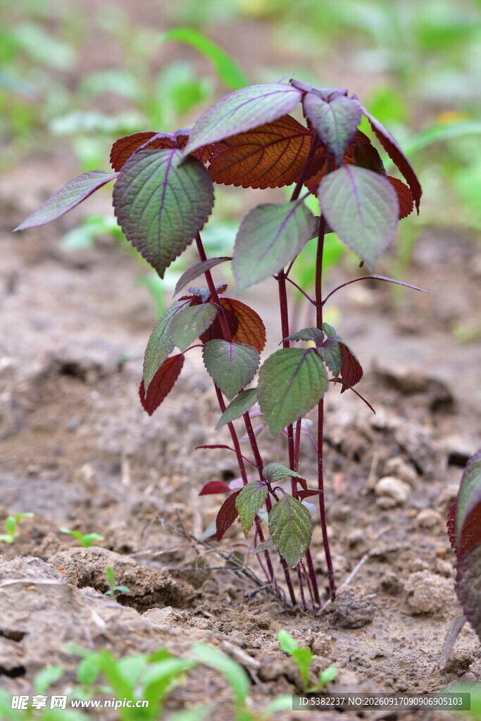 田间生长的红绿相间植物紫苏