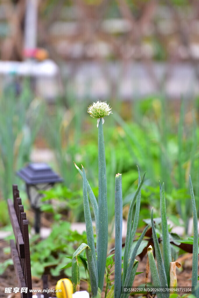 花园中的葱属植物特写