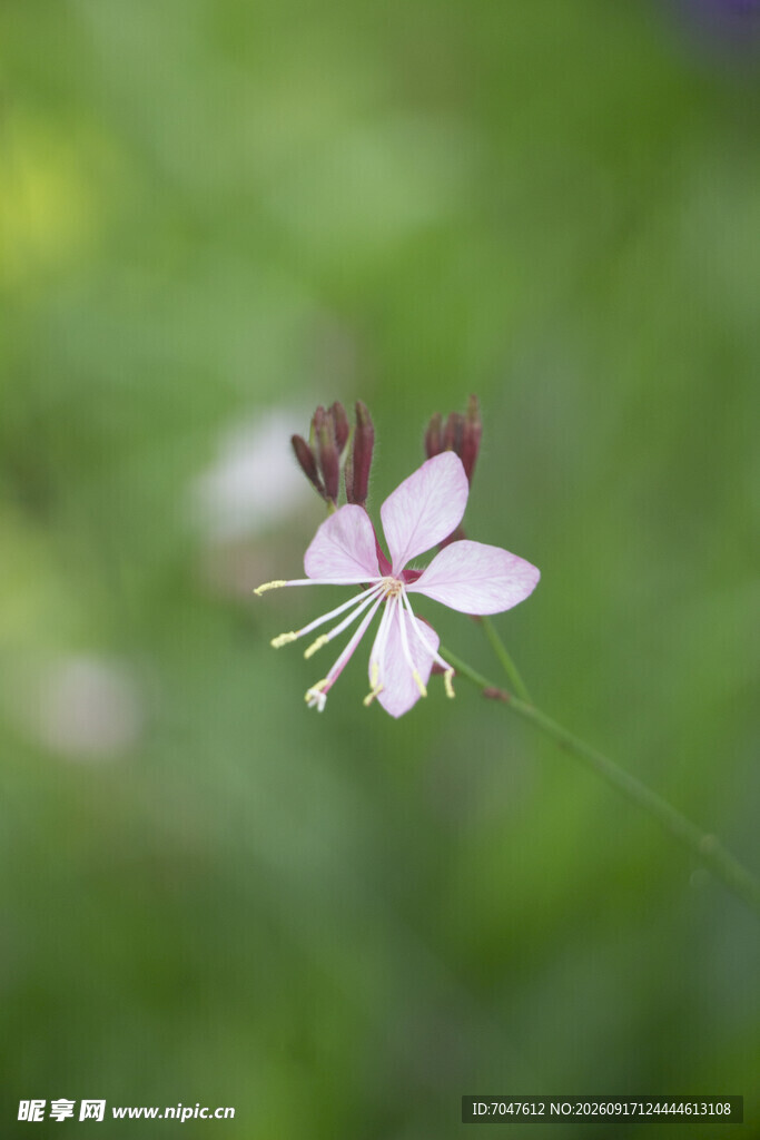 山桃草粉色小花特写