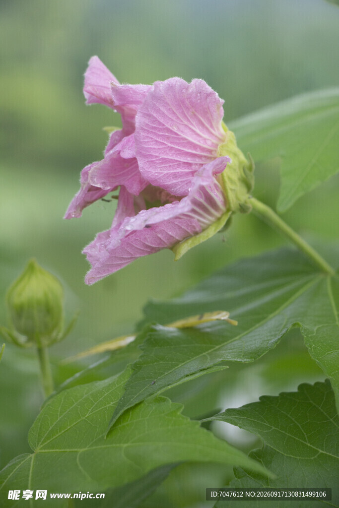 粉色木芙蓉特写