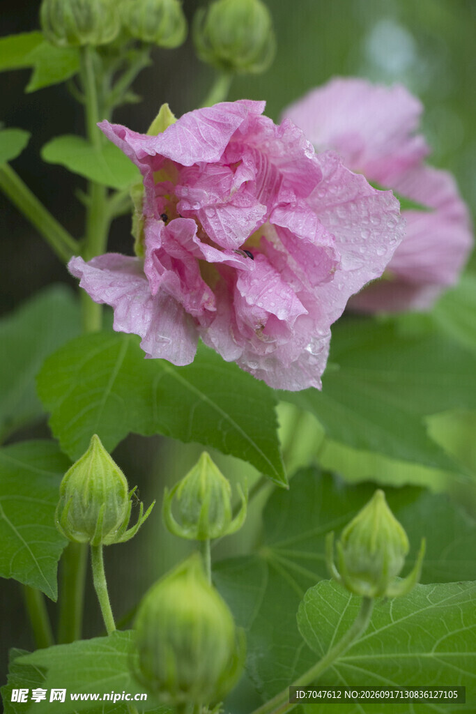 娇艳木芙蓉绽放