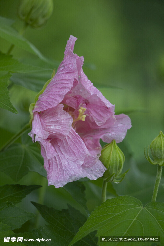 粉色木芙蓉绽放