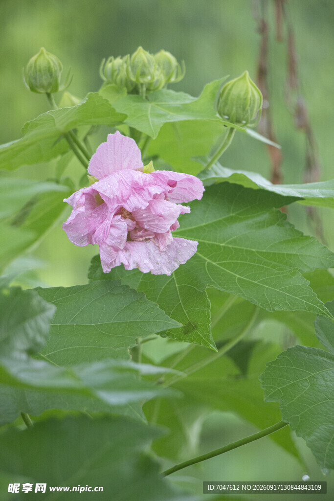 粉色木芙蓉绽放绿叶间