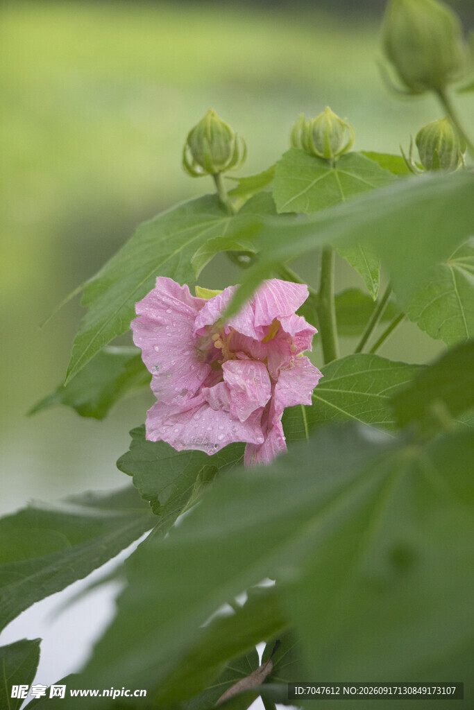 粉色木芙蓉绽放