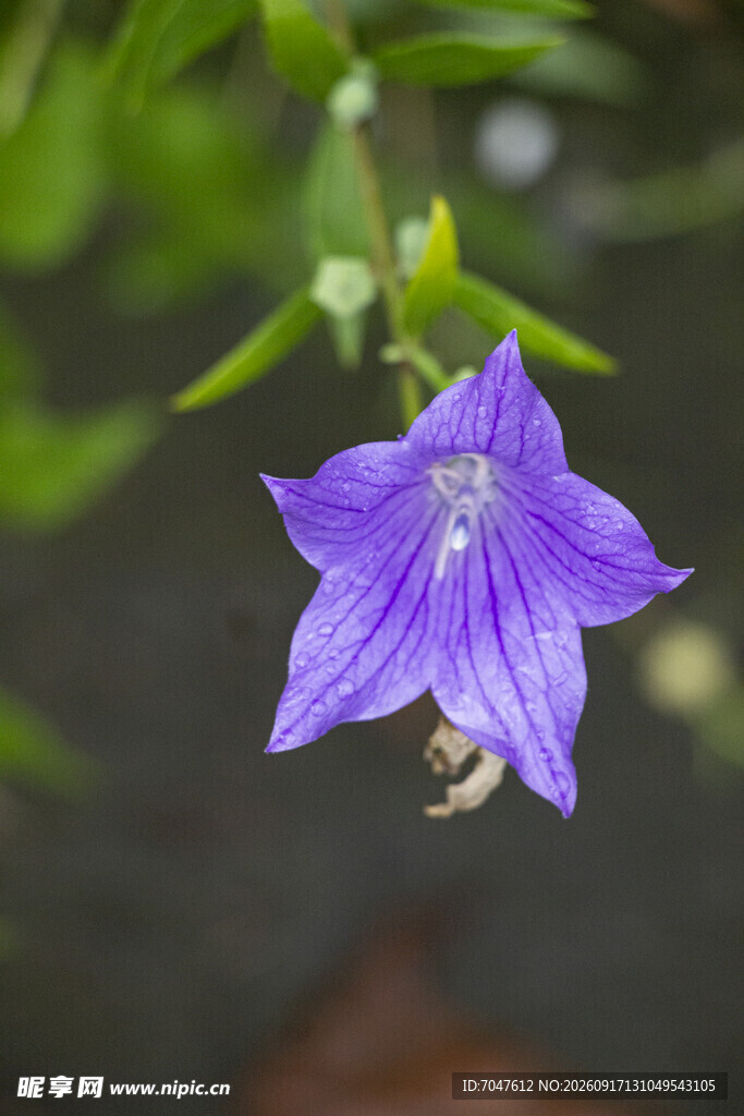 紫色桔梗花花朵特写