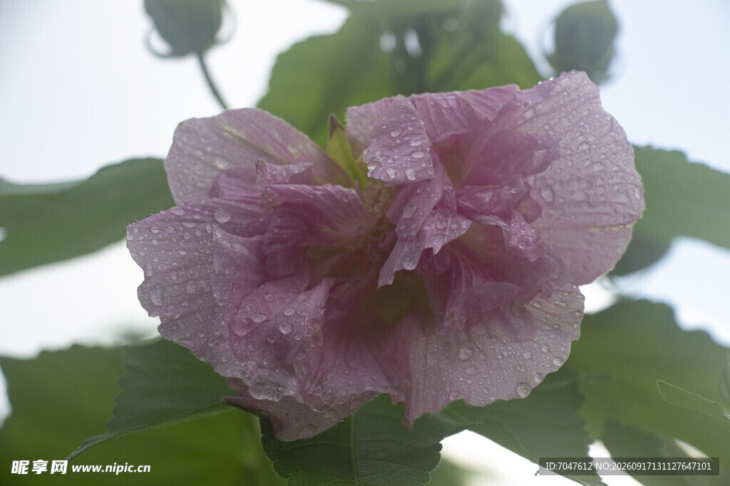 娇艳木芙蓉