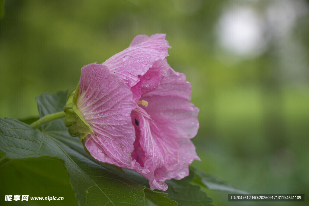 娇艳木芙蓉